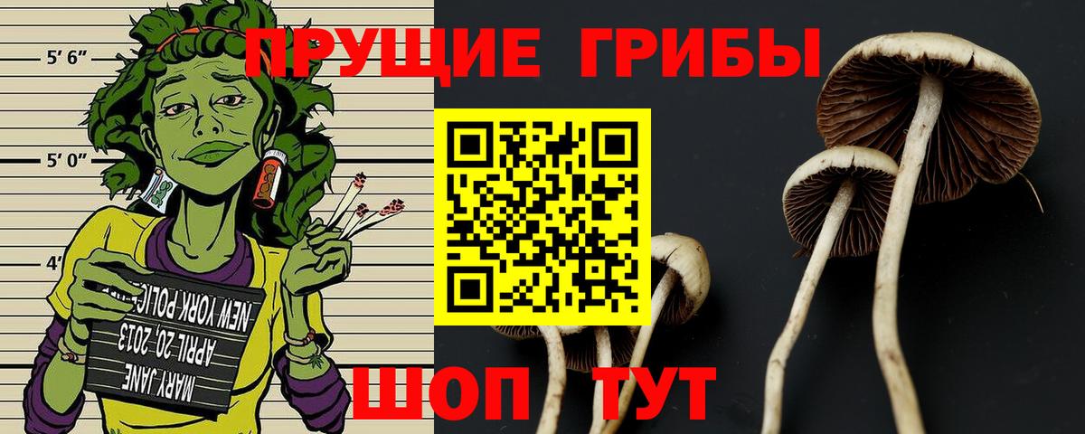Зерноград  Псилоцибиновые грибы Psilocybe  Вход с VPN  Галлюциногенные грибы Psilocybine cubensis 